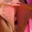 NICKY BLONDE CLOSE UP VAGINA